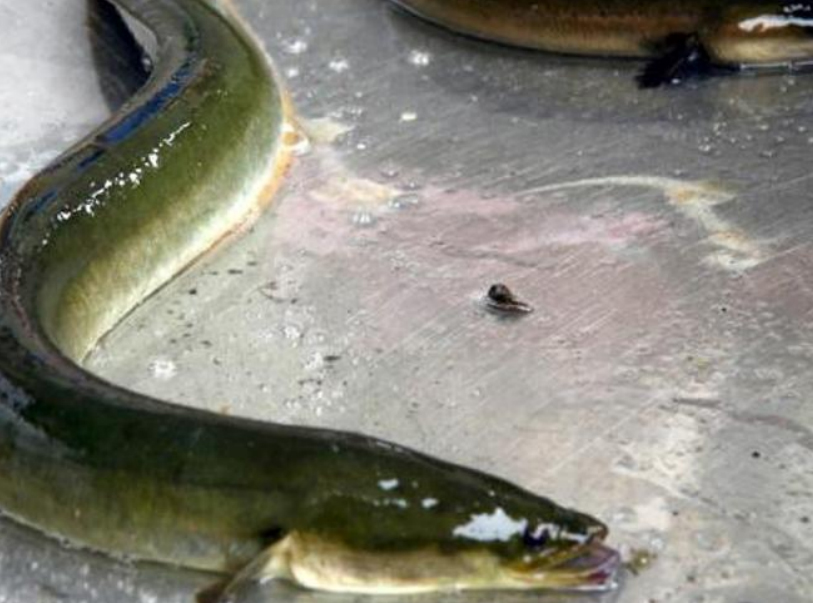 Le anguille del Lago di Garda contaminate da diossina