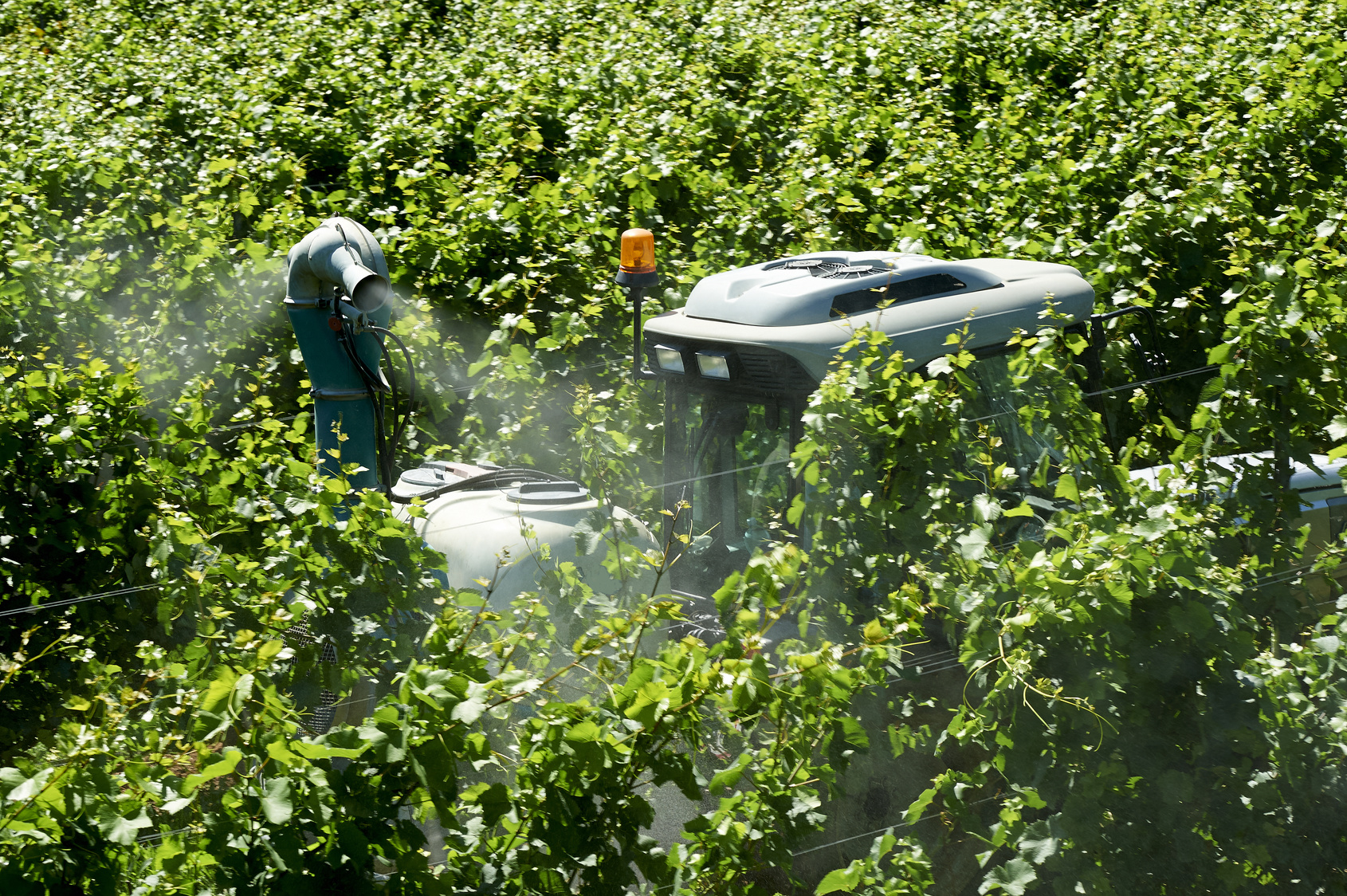 L’uso scriteriato dei pesticidi in viticoltura